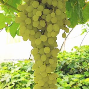 ৫ টি বিদেশি আঙ্গুর চারা কম্বো